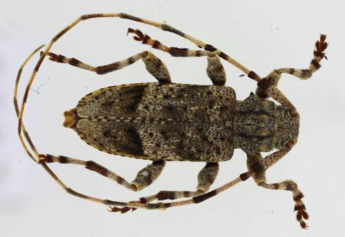 Réf. 273 032 : Acanthocinus reticulatus