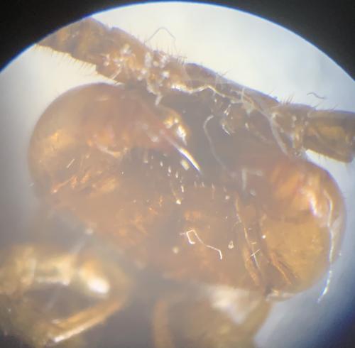 Lithobius forficatus