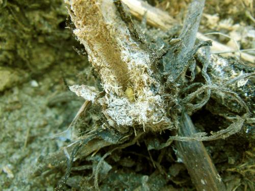 Réf. 273 819 : Opsilia coerulescens