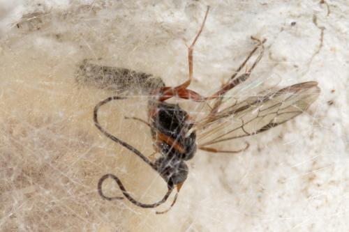 Cryptinae