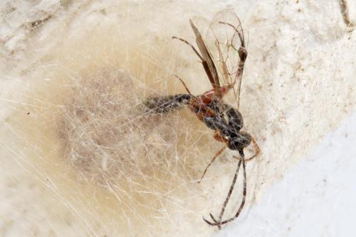 Réf. 273 918 : Cryptinae inconnu