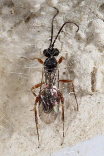 Cryptinae