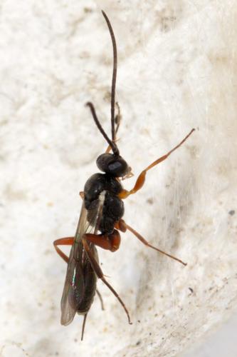 Cryptinae