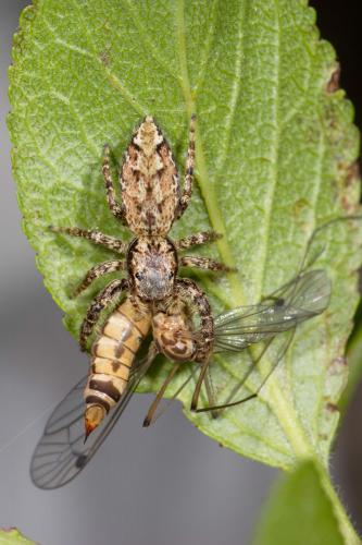 Marpissa muscosa