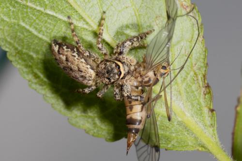 Marpissa muscosa
