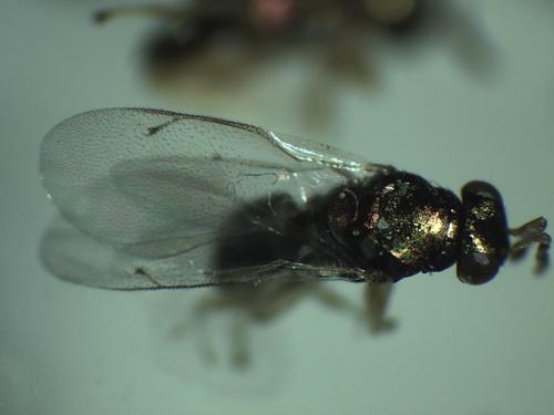 Eulophus larvarum