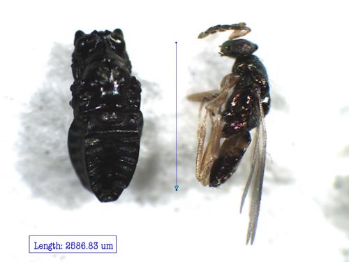 Eulophus larvarum