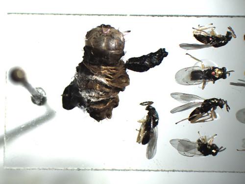 Eulophus larvarum