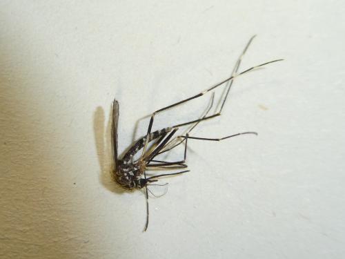 Réf. 273 237 : Aedes japonicus