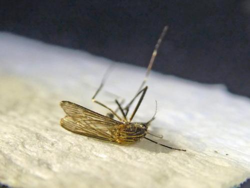 Réf. 273 238 : Aedes japonicus