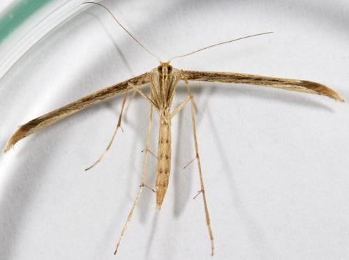Réf. 273 688 : Emmelina sp.