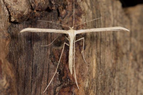 Emmelina sp.