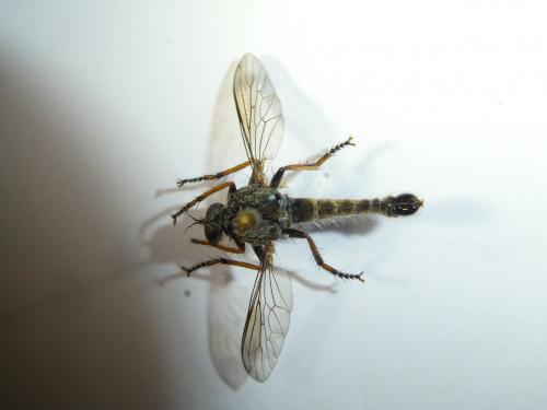Réf. 273 226 : Neomochtherus geniculatus