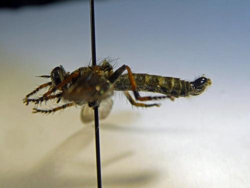 Réf. 273 227 : Neomochtherus geniculatus