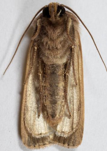 Ochropleura leucogaster