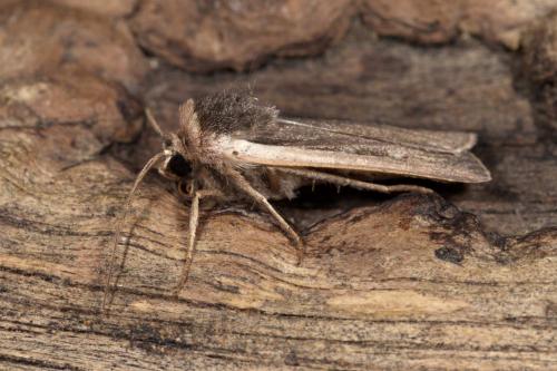Ochropleura leucogaster
