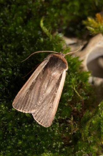 Ochropleura leucogaster