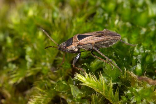 Réf. 273 180 : Xanthochilus quadratus