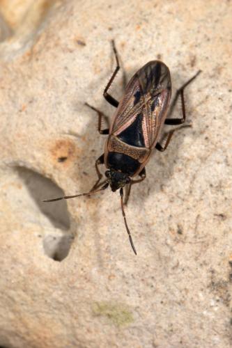 Réf. 273 178 : Xanthochilus quadratus