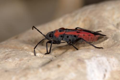 Melanocoryphus albomaculatus