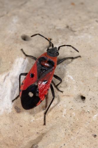 Melanocoryphus albomaculatus