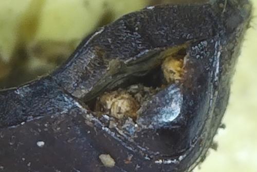 Cheironitis furcifer