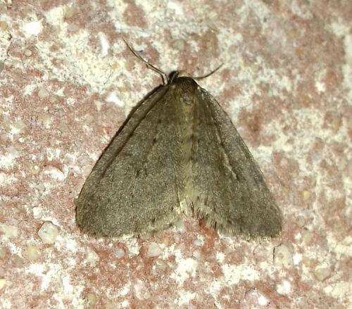 Operophtera brumata
