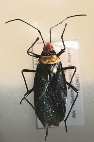 Réf. 273 278 : Dysdercus ruficeps