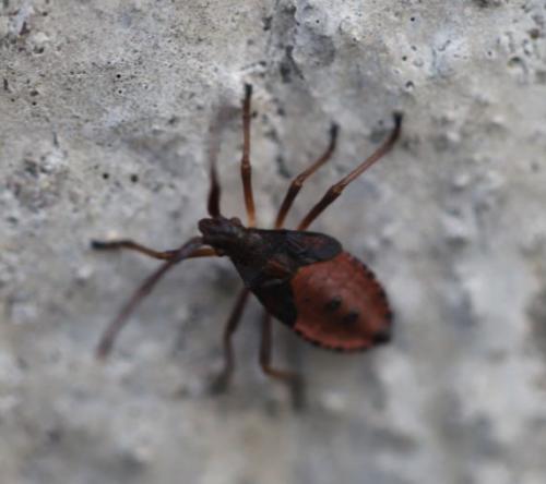 Gonocerus acuteangulatus