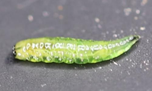Lonchaea sp.