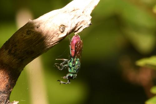 Réf. 273 081 : Chrysura sp.