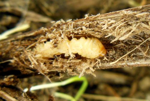 Réf. 273 820 : Opsilia coerulescens