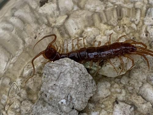 Lithobius forficatus