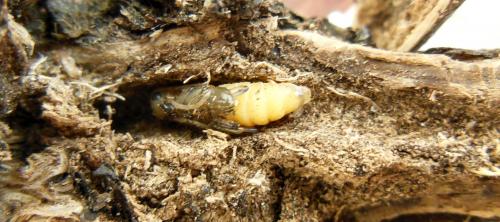 Réf. 273 856 : Opsilia coerulescens