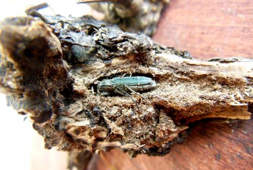 Réf. 273 857 : Opsilia coerulescens