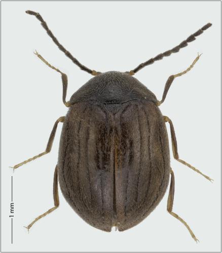 Eubria palustris