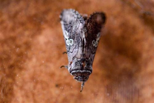 Réf. 273 188 : Diloba caeruleocephala
