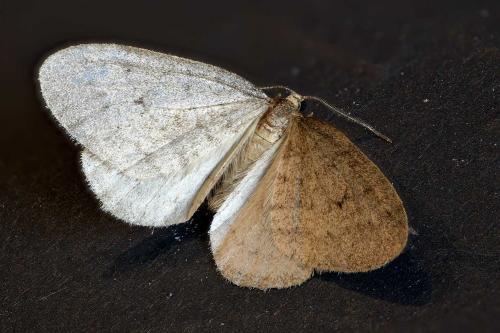 Operophtera brumata
