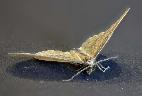 Operophtera brumata