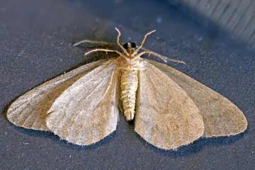 Operophtera brumata
