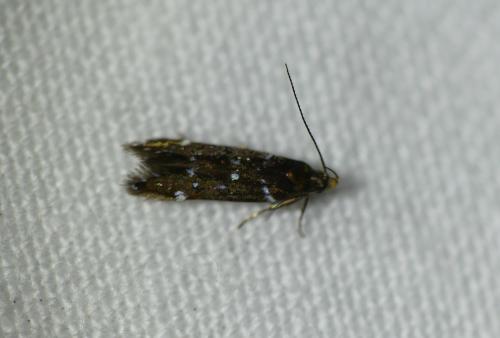 Argolamprotes micella
