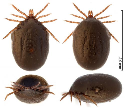 Ixodes ricinus