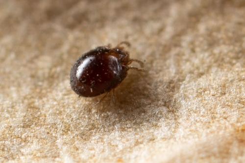 Trichoribates trimaculatus