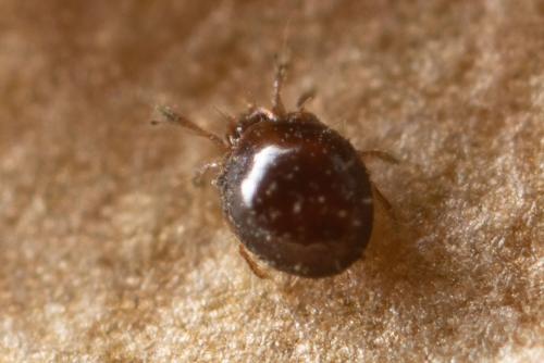 Réf. 273 783 : Trichoribates trimaculatus