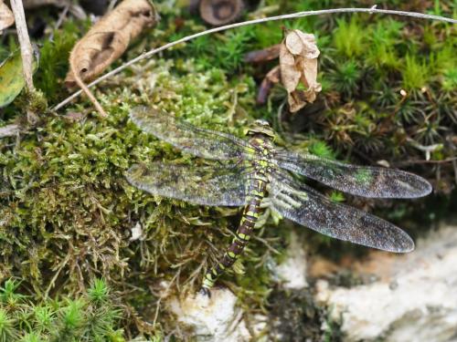 Aeshna cyanea
