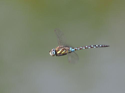 Aeshna mixta