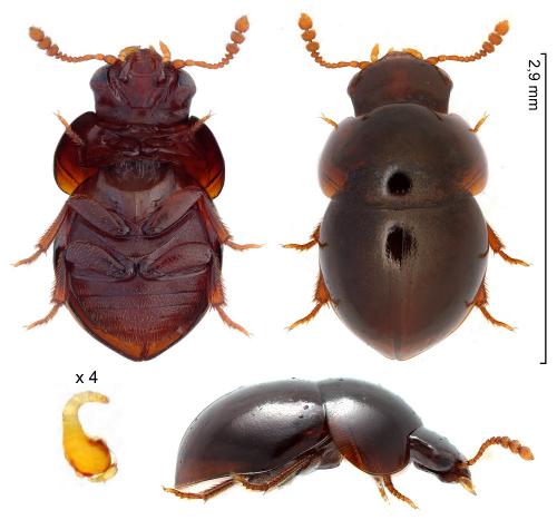 Réf. 273 482 : Agathidium seminulum