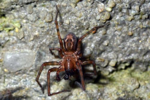 Amaurobius (fenestralis-similis)