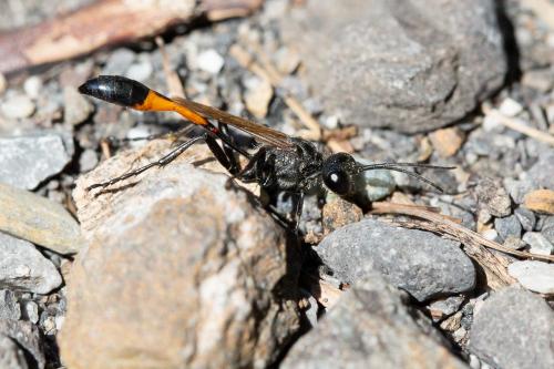Ammophila sabulosa