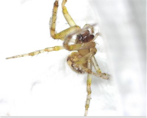 Zygiella (atrica-x-notata)